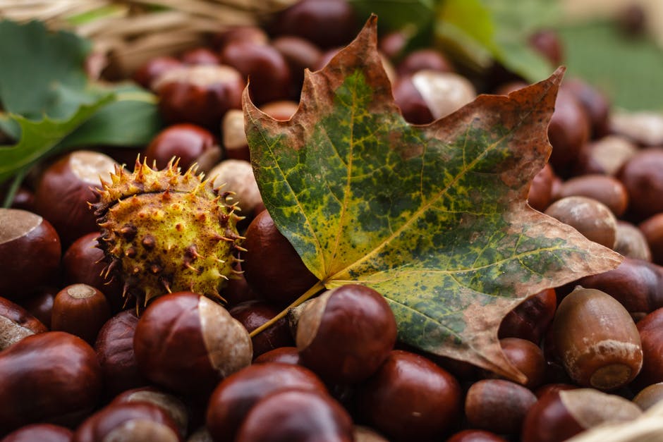 ¿Alimentos de Otoño? Descubre cuáles no pueden faltar en tu dieta.